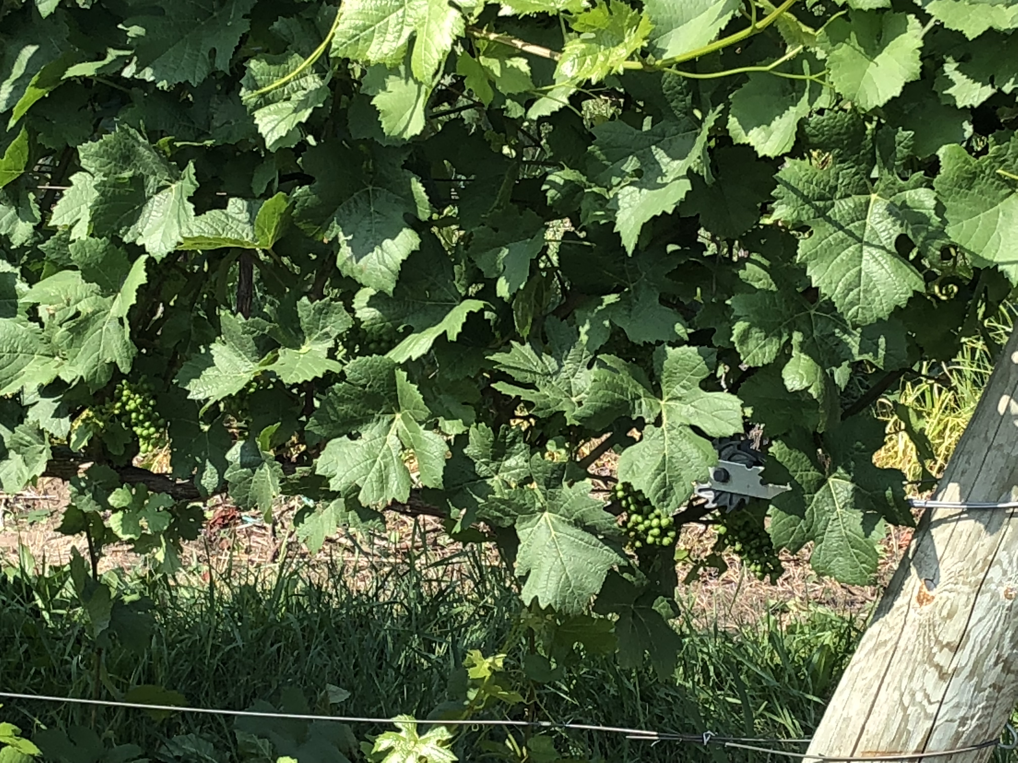 Image 3_Pinot noir pre-leaf removal